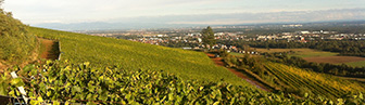 Domaine Steinbach